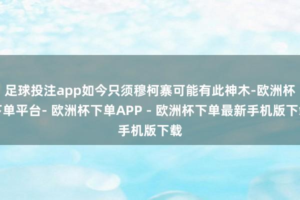 足球投注app如今只须穆柯寨可能有此神木-欧洲杯下单平台- 欧洲杯下单APP - 欧洲杯下单最新手机版下载